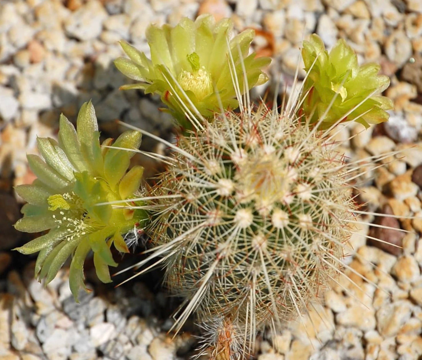 Echinocereus milleri piccolo cactus con fiori giallo-verdi e spine bianche dense