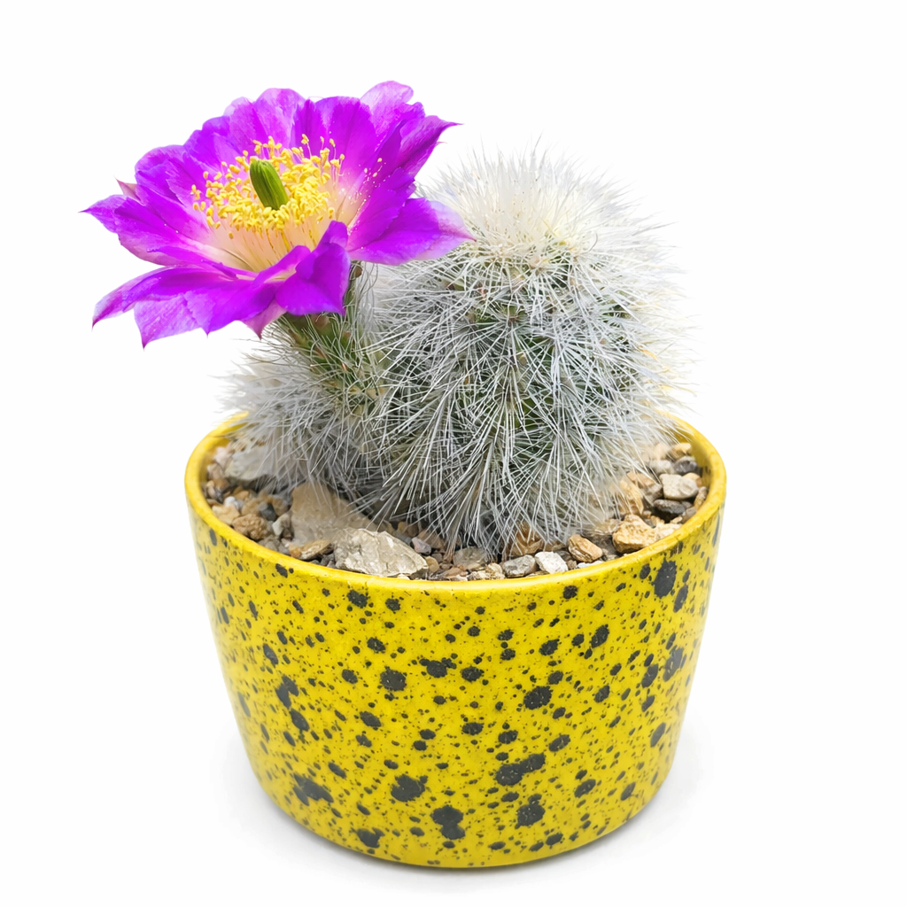 Echinocereus nivosus small cactus with white spines and bright purple flower in yellow speckled pot
