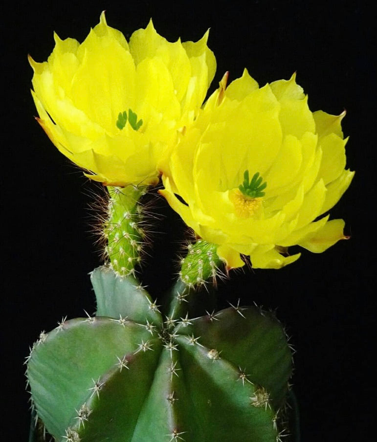 Echinocereus ochoterenae cactus with bright yellow flowers and spiny green stems