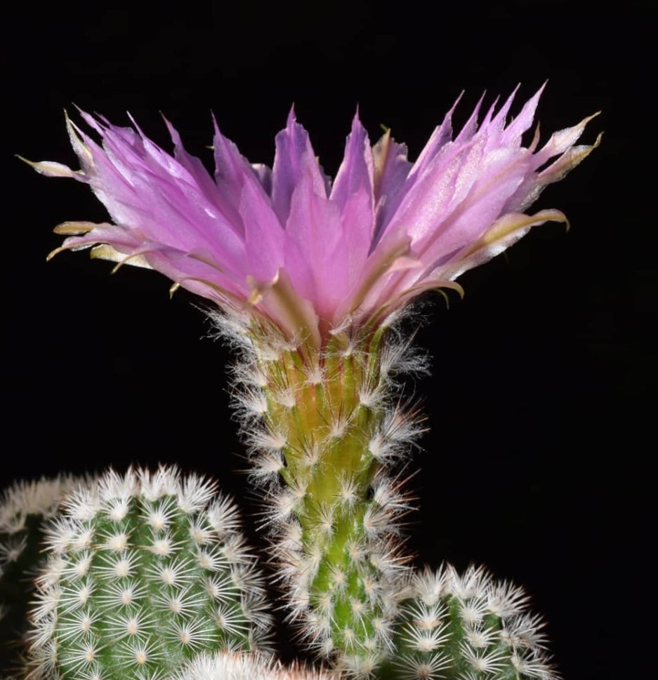 Echinocereus oklahomensis cactus con fiore rosa e spine bianche su stelo verde