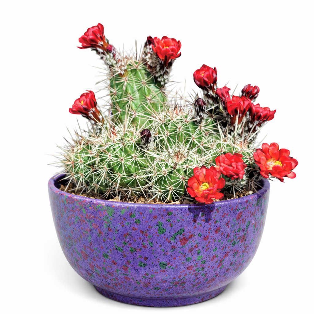 Echinocereus pacificus cactus with red flowers in speckled purple ceramic pot