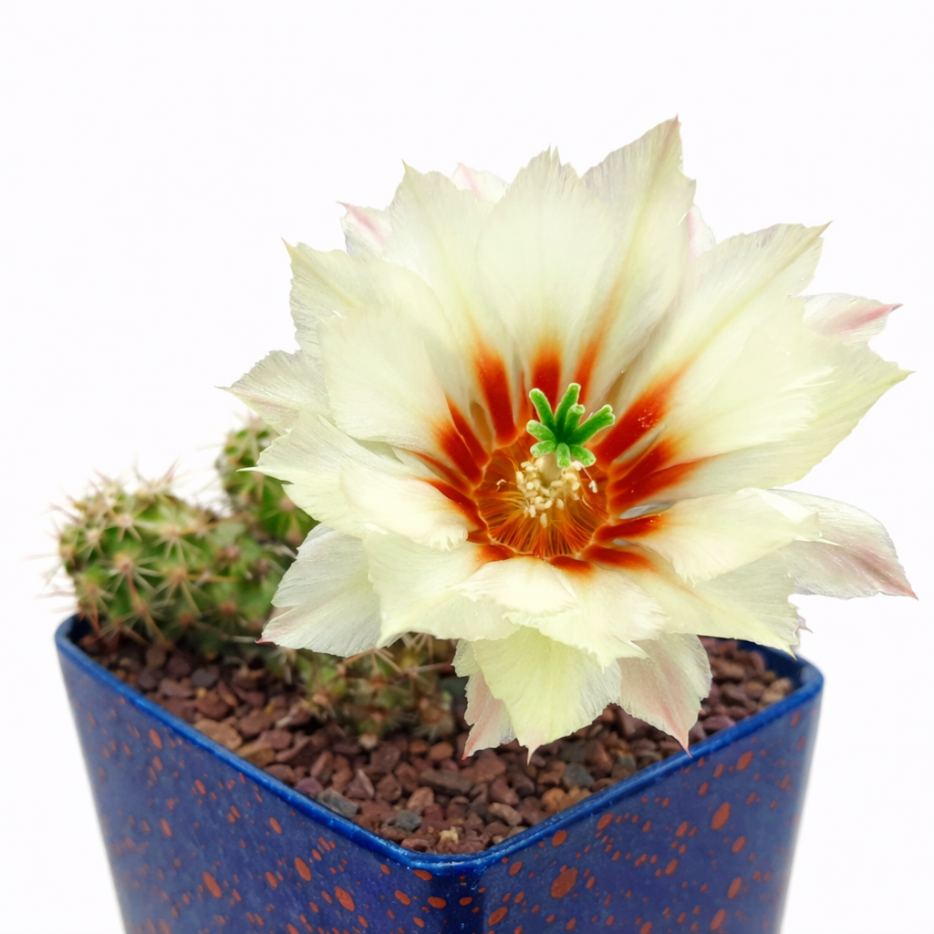 Echinocereus papillosus cactus with large cream and red flower in blue speckled pot