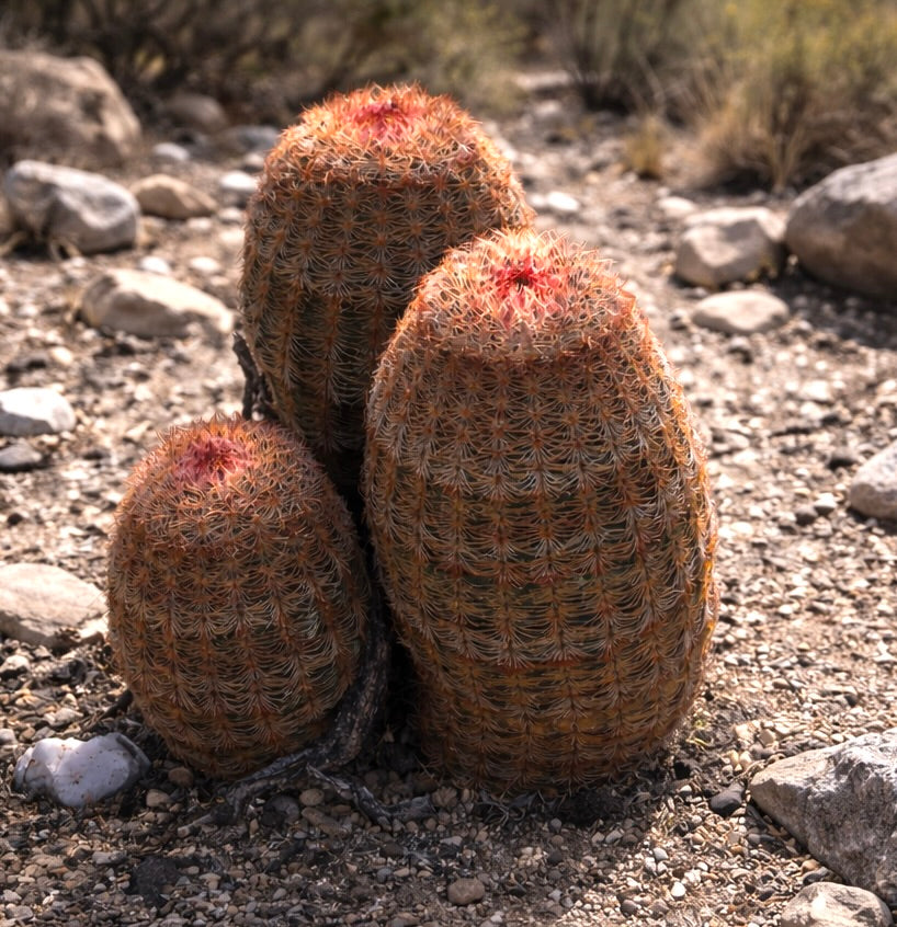 Echinocereus pectinatus cluster with dense spines and reddish tops in rocky desert soil