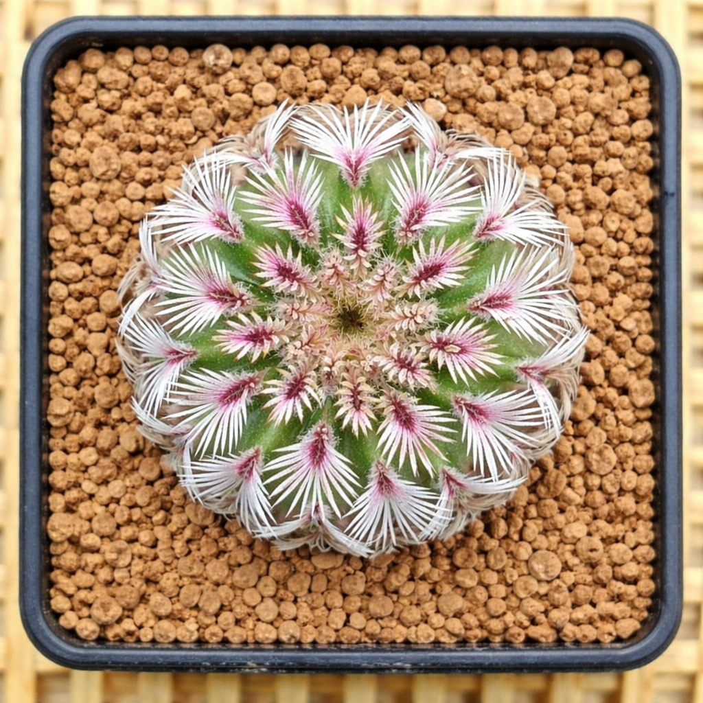 Echinocereus pectinatus succulent cactus with white and pink spines in square pot
