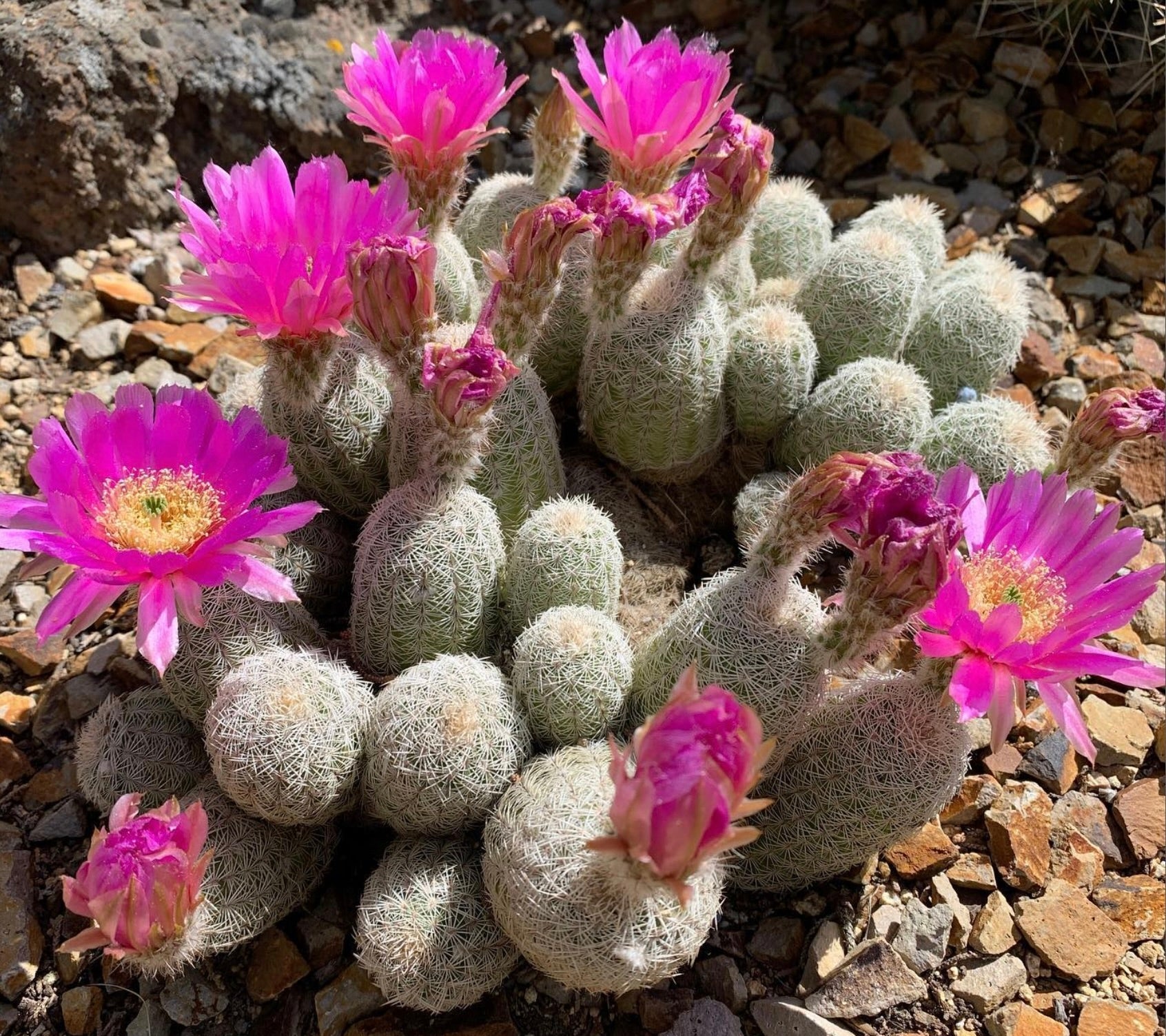 Echinocereus perbellus cactus with bright pink flowers and dense white spines on rocky soil