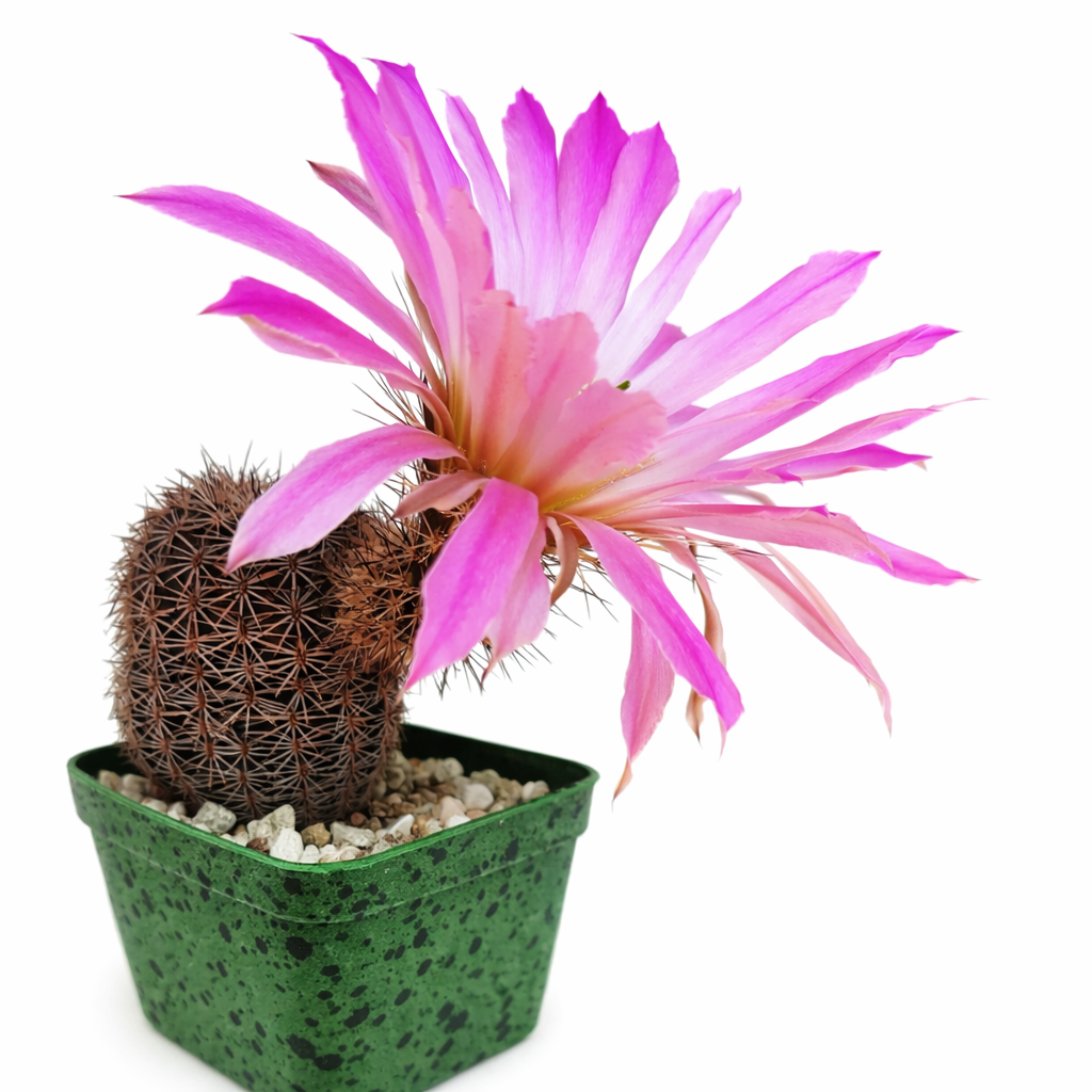 Echinocereus pseudopectinatus cactus with large vibrant pink flower in green speckled pot