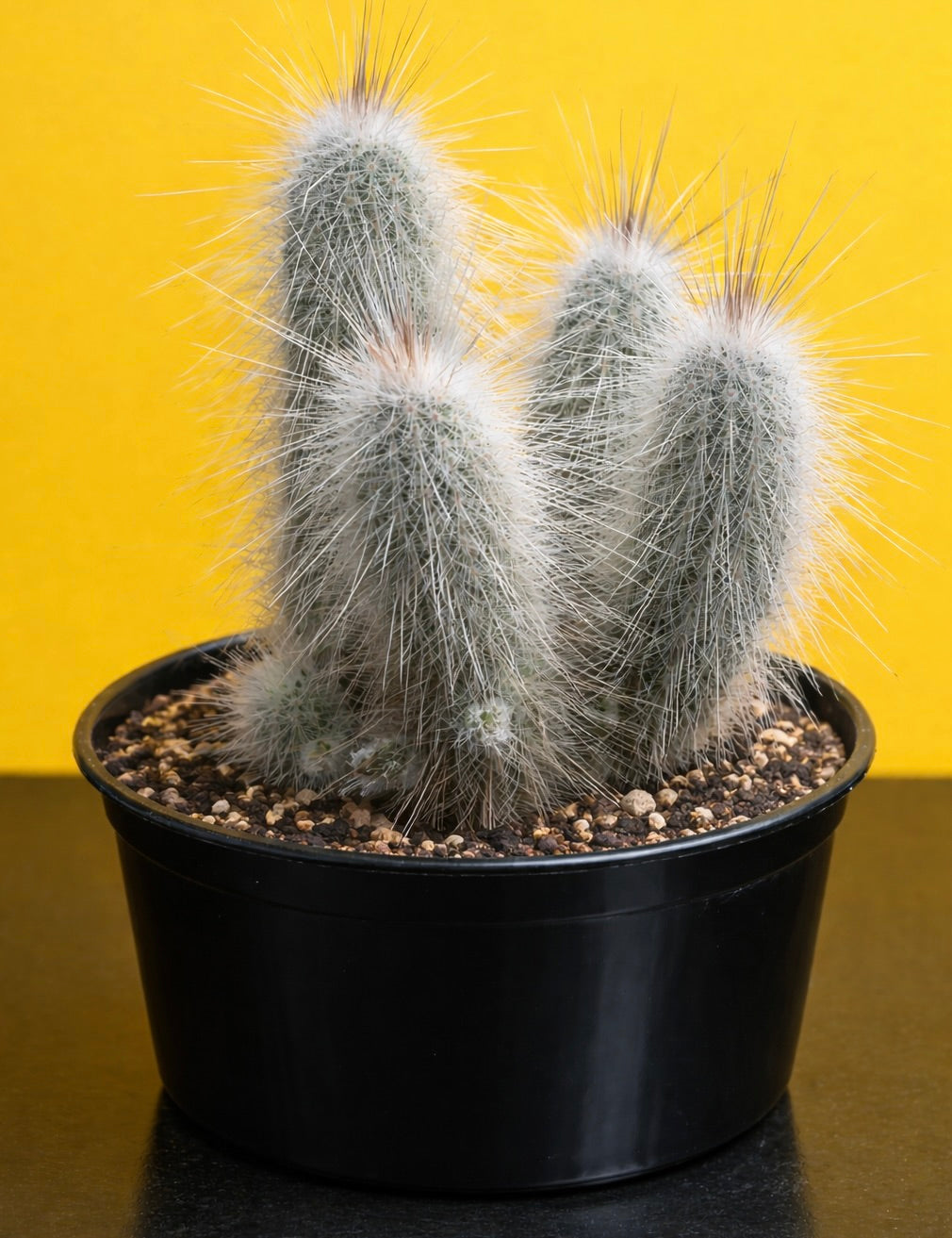 Echinocereus rayonensis cluster with white spines in black plastic pot succulent cactus