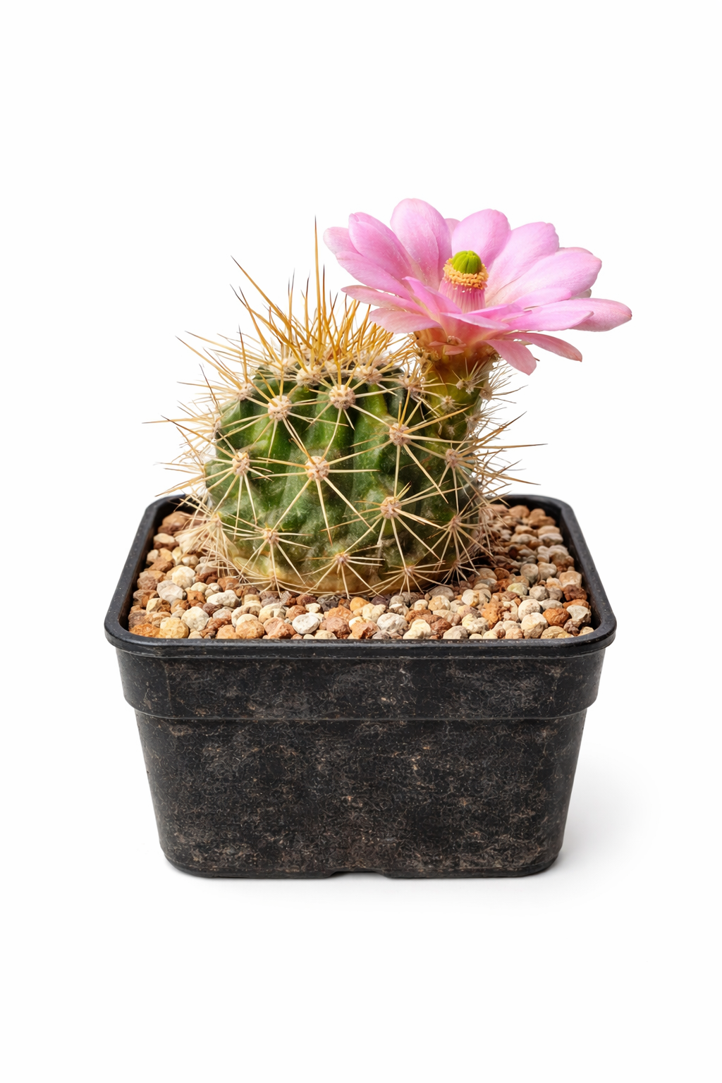 Echinocereus rosei small cactus with pink flower and golden spines in black pot