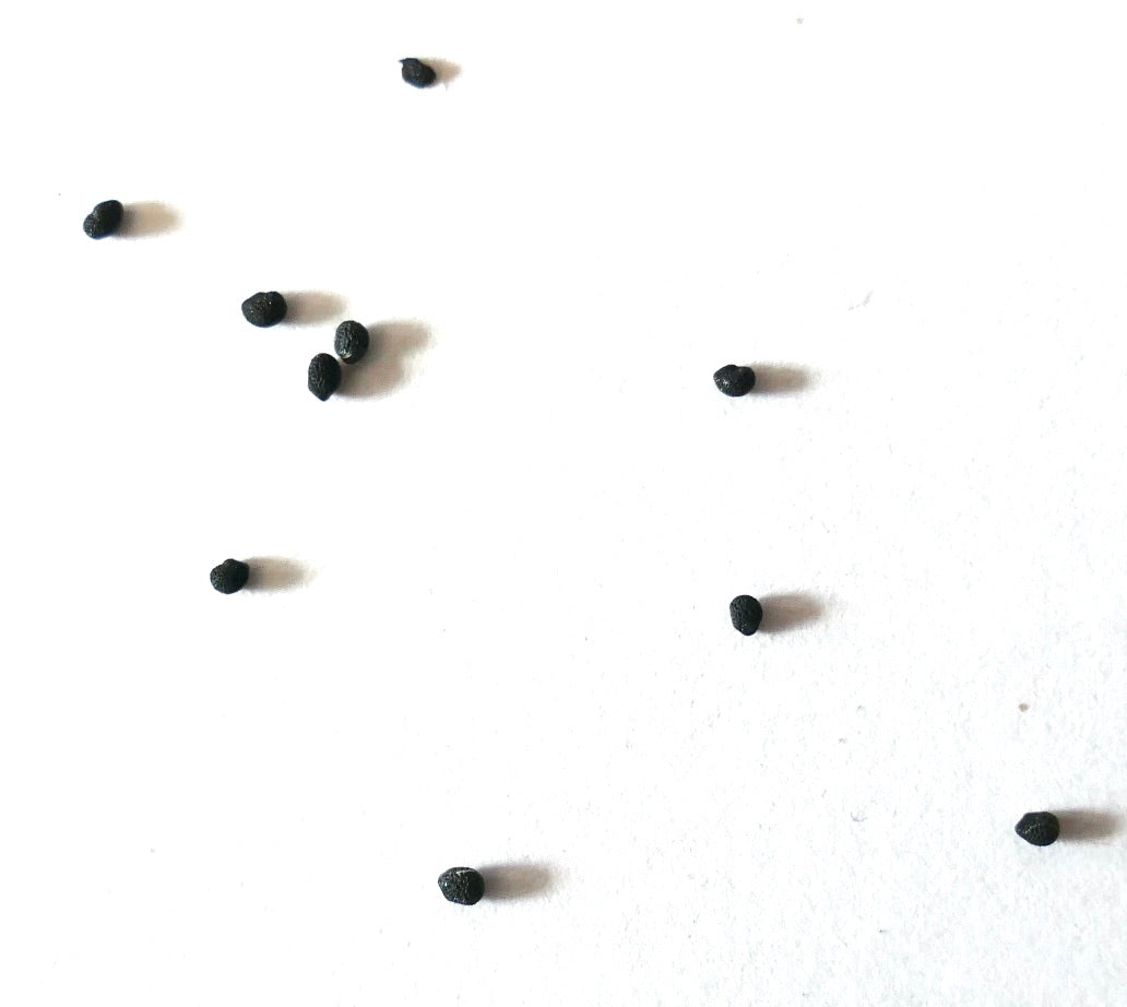 Echinocereus rosei small black cactus seeds scattered on white background