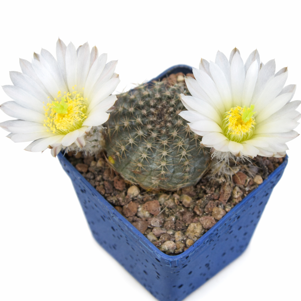 Echinocereus sharpii cactus with white flowers in blue pot succulent specimen
