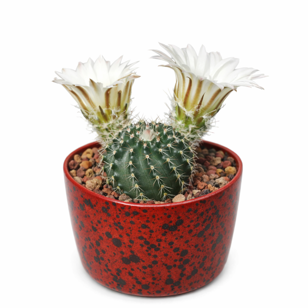 Echinocereus sharpii cactus with white flowers in red speckled pot succulent plant