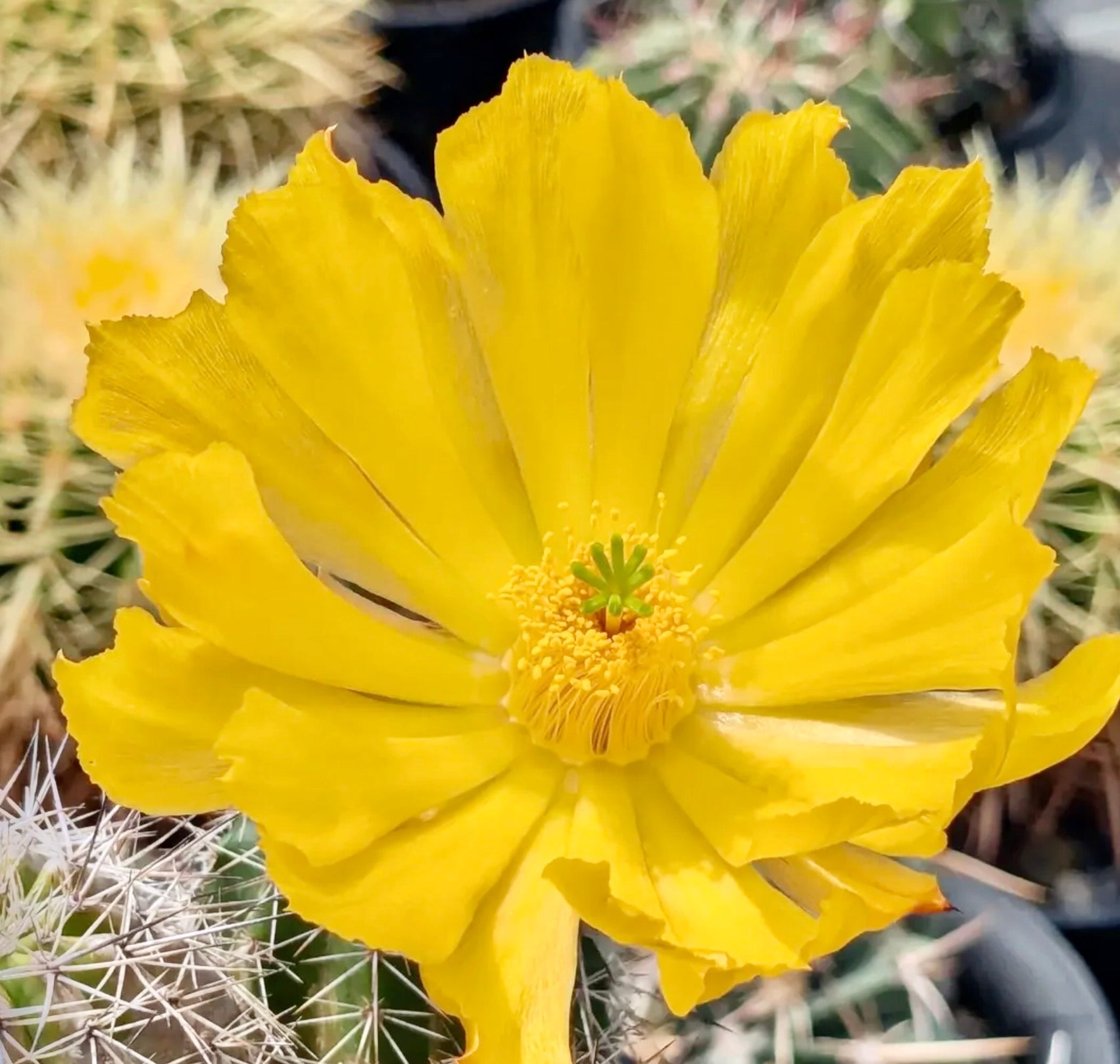 Echinocereus stoloniferus bright yellow flower on spiny cactus stem succulent bloom