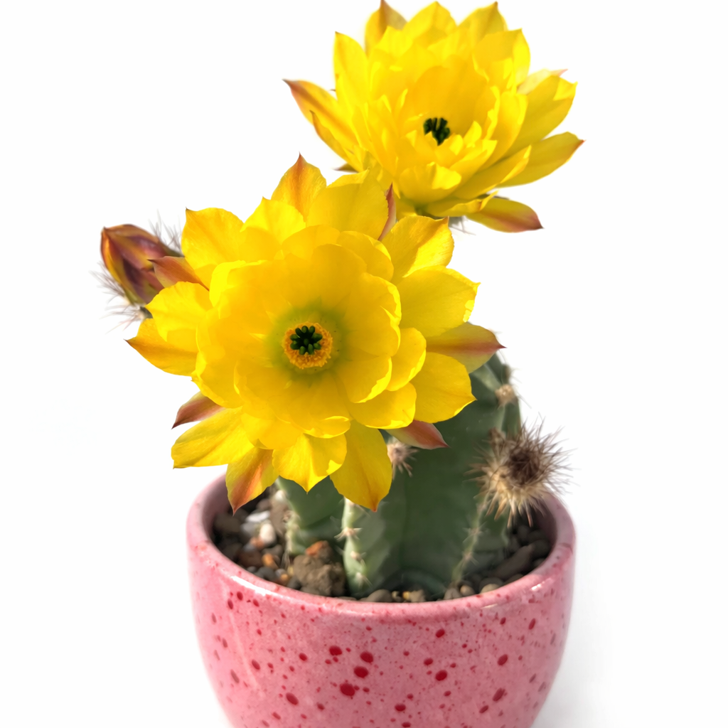 Echinocereus subinermis cactus con fiori giallo vivace in vaso con macchie rosa