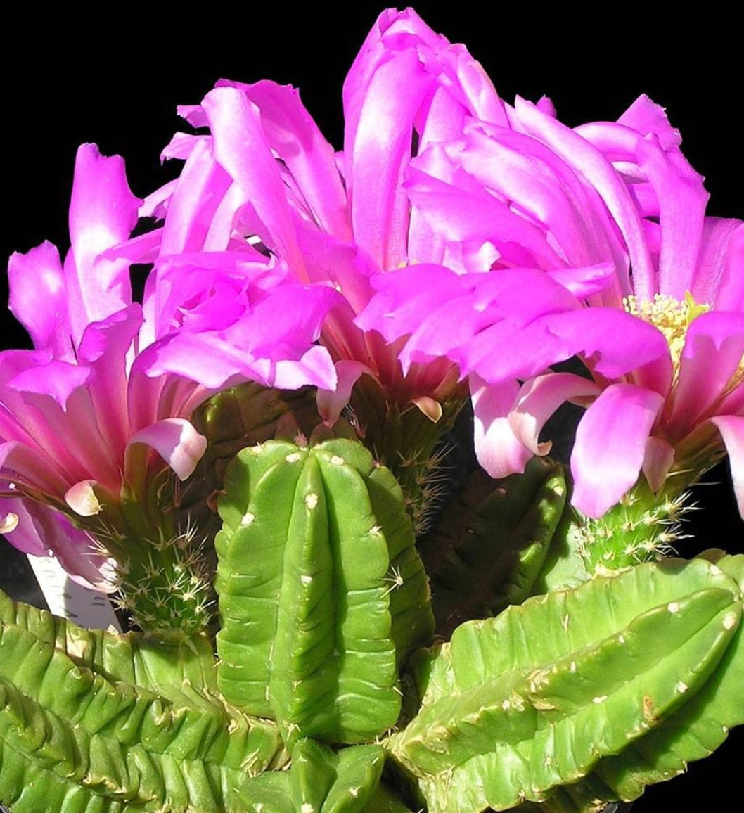 Echinocereus viereckii cactus con fiori rosa vivaci e fusti verdi costolati