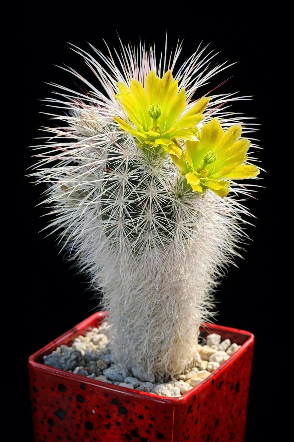 Echinocereus viridiflorus white spiny cactus with bright yellow flowers in red pot
