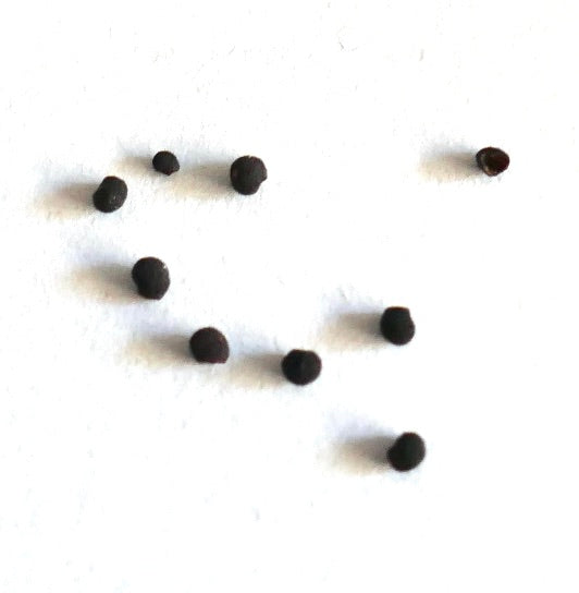 Echinocereus viridiflorus small black cactus seeds on white background