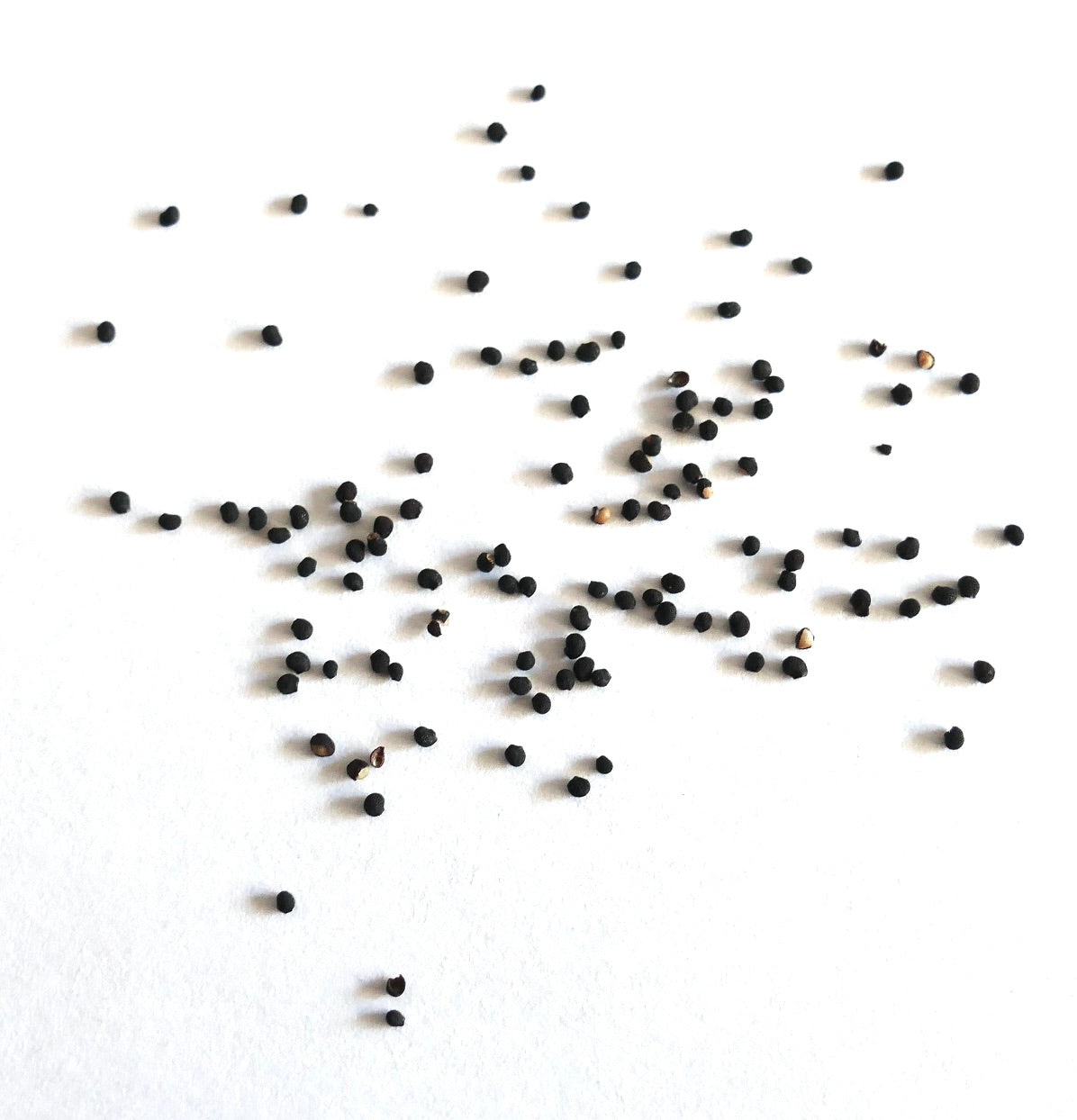 Echinocereus viridiflorus cactus seeds scattered on white background