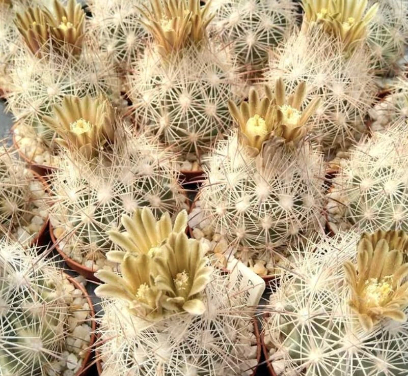 Echinomastus mapimiensis small cacti with white spines and pale yellow flowers in pots