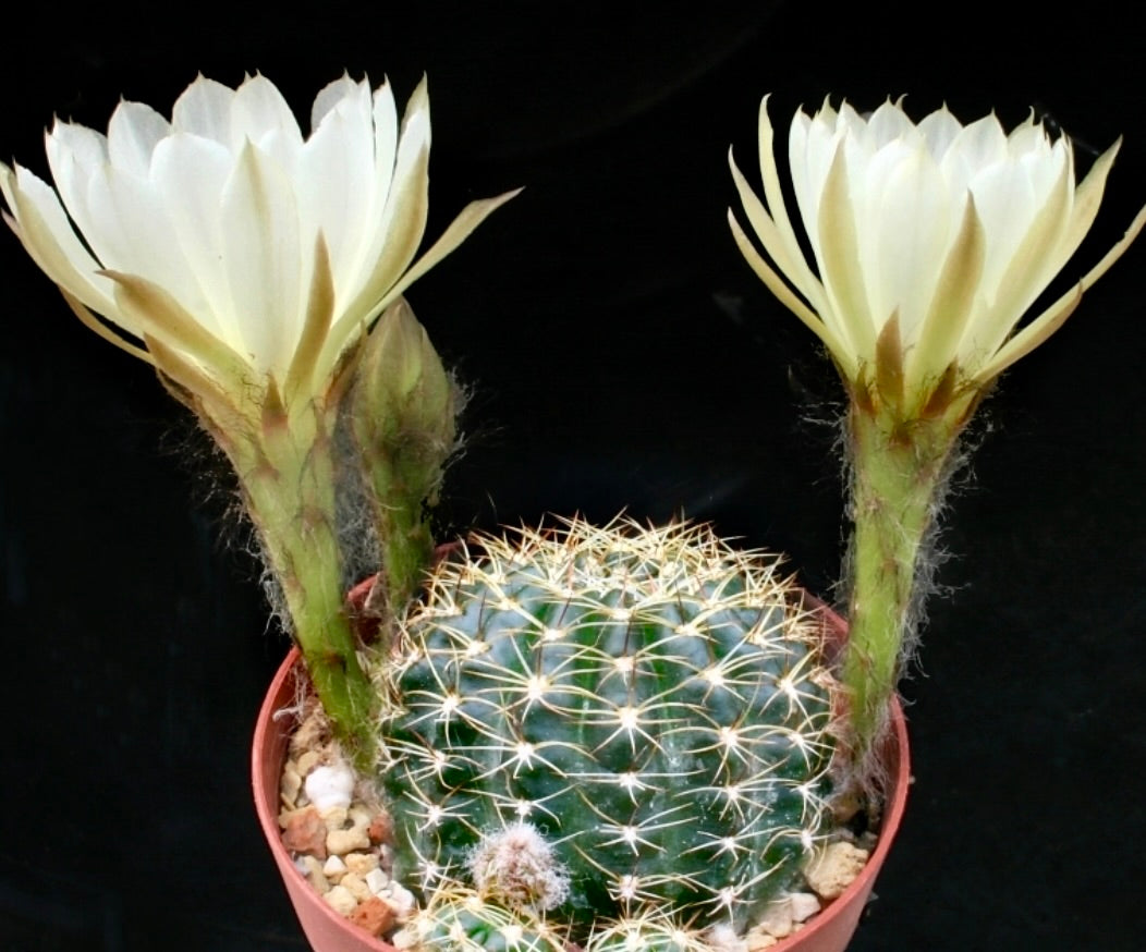 Echinopsis anacantha cactus with large white flowers and spiny green stem in pot