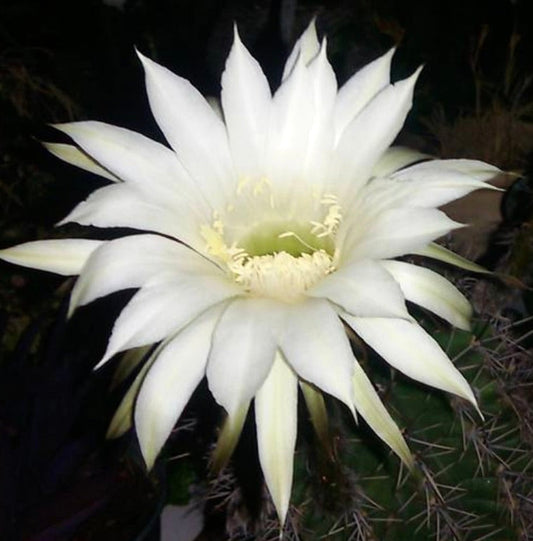 Fiore di cactus bianco grande di Echinopsis arebaloi che fiorisce di notte con gambo verde spinoso