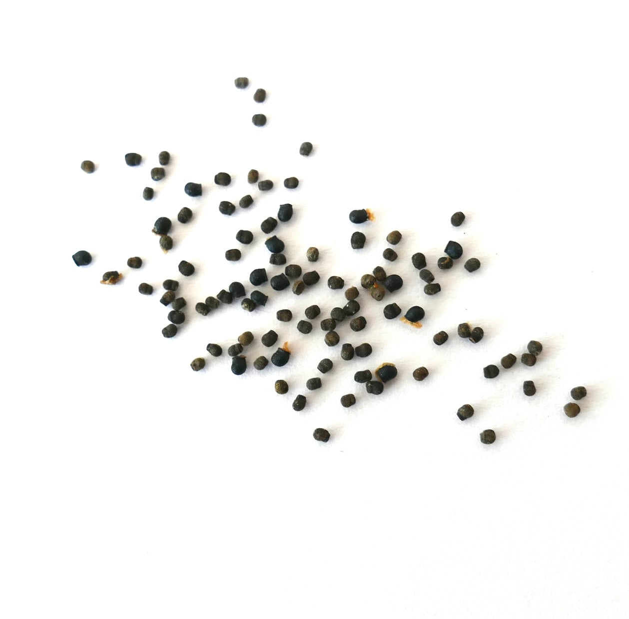 Echinopsis aurea small dark cactus seeds scattered on white background