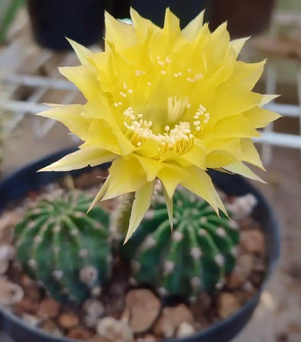 Cactus Echinopsis aurea con grande fiore giallo brillante in vaso nero