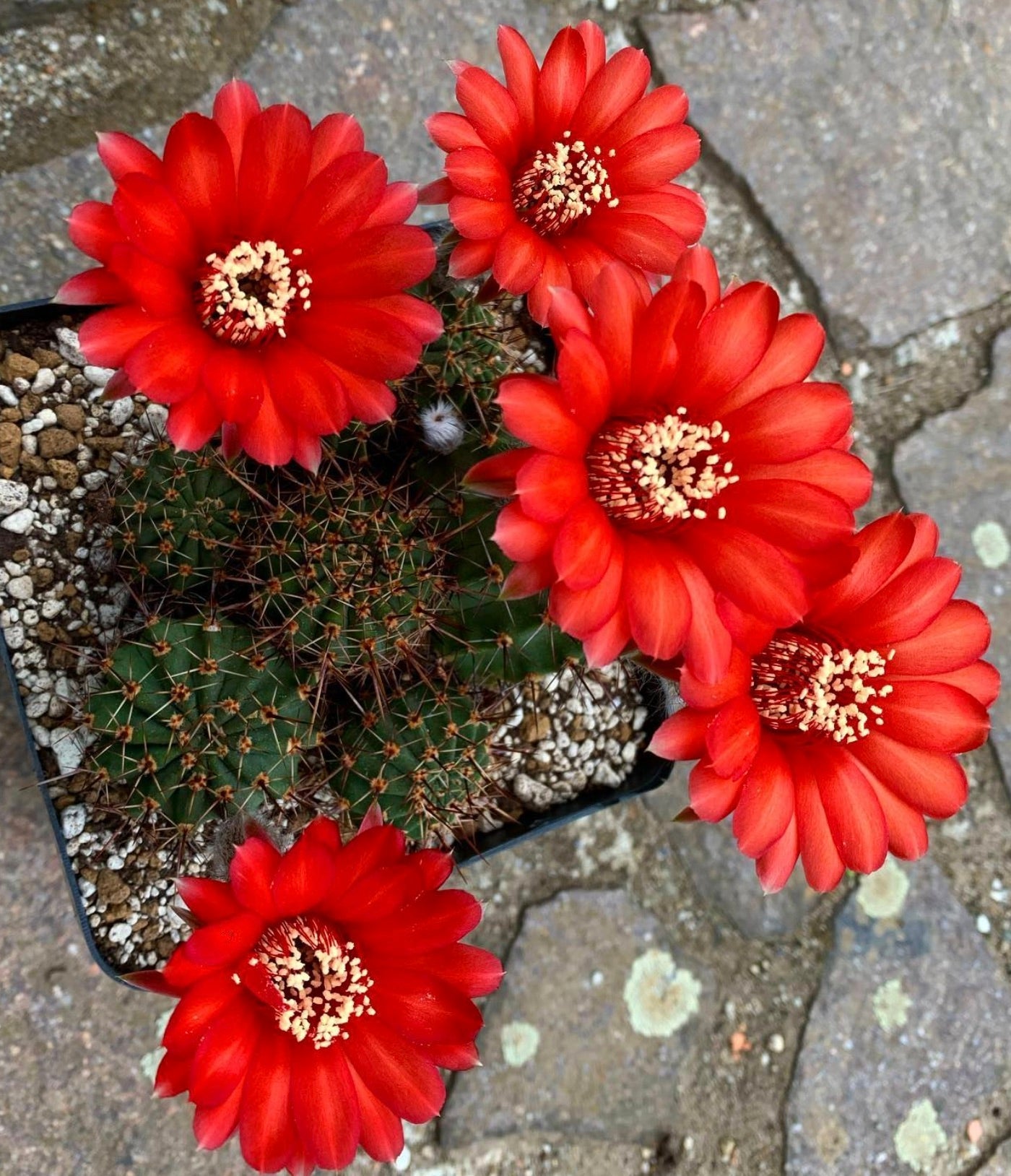 Echinopsis aurea var. dobeana cactus con fiori rossi vivaci e steli verdi spine in vaso