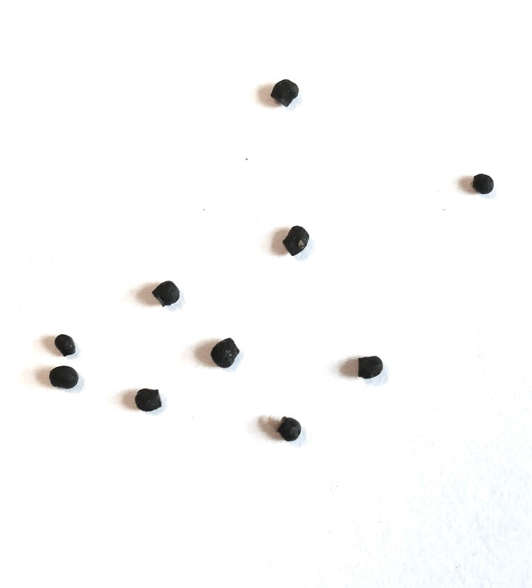 Echinopsis carmineiflora black cactus seeds scattered on white background