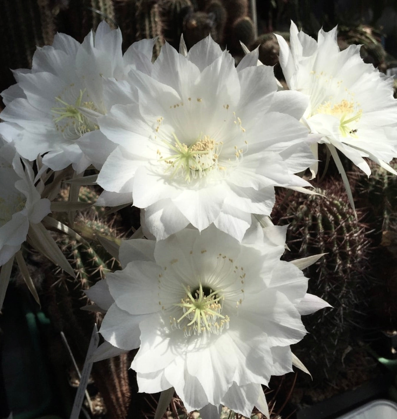 Echinopsis columnaris cactus with large white fragrant flowers in bloom