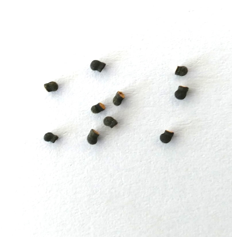 Echinopsis columnaris cactus seeds on white background for planting