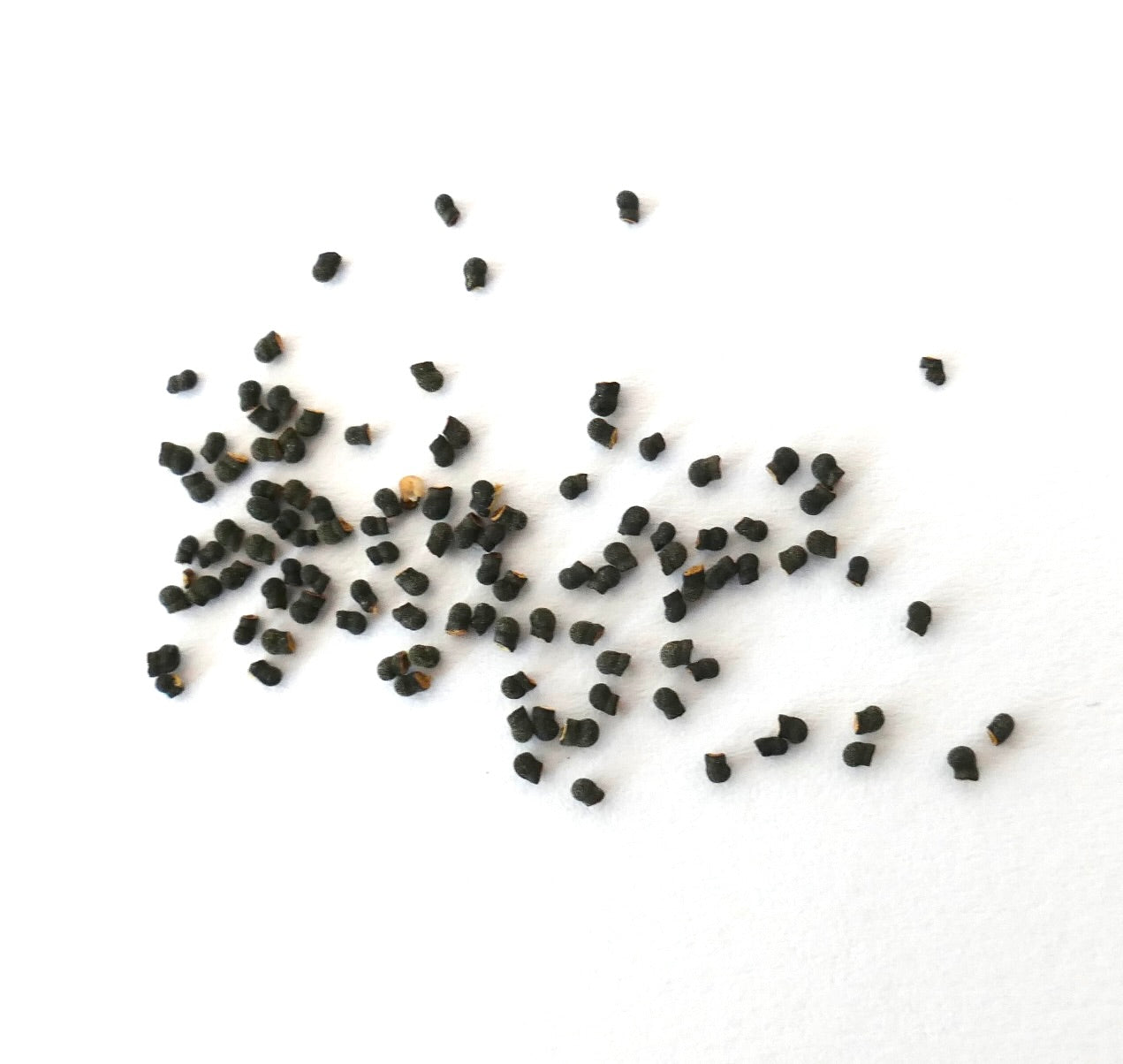 Echinopsis columnaris cactus seeds scattered on white background