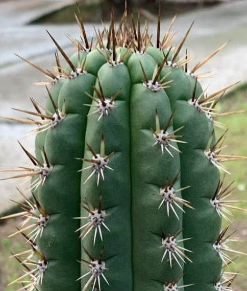 Echinopsis frankii cactus verde con spine marroni prominenti e struttura a coste