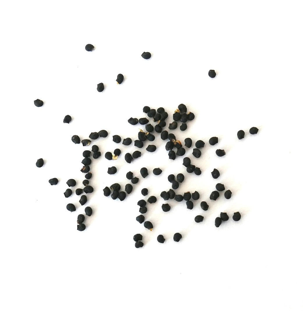 Echinopsis hamatacantha small black cactus seeds on white background