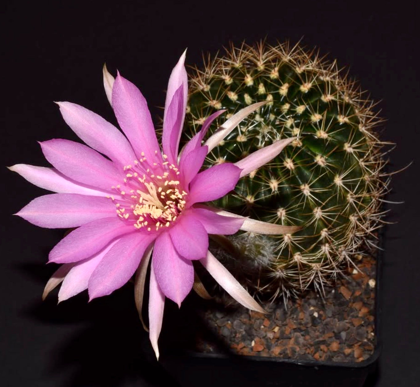 Echinopsis hamatacantha cactus con grande fiore rosa e spine appuntite in vaso