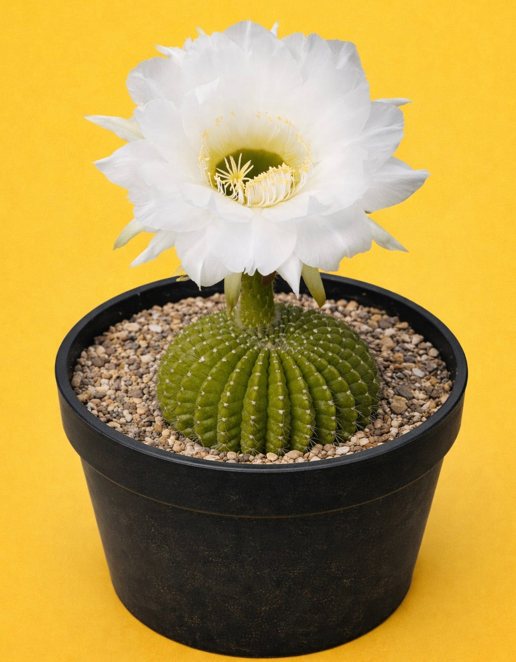 Cactus Echinopsis mamillosa con grande fiore bianco in vaso nero su sfondo giallo