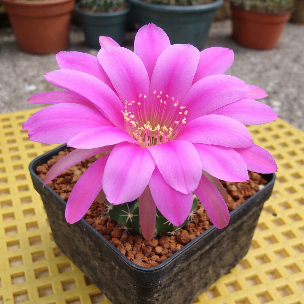Echinopsis obrepanda cactus con grande fiore rosa vivo in vaso nero
