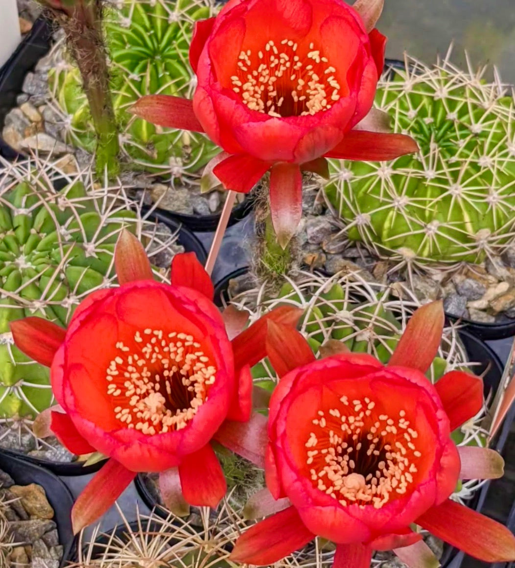 Echinopsis obrepanda cactus con fiori rossi vivaci e steli verdi spinosi in vaso