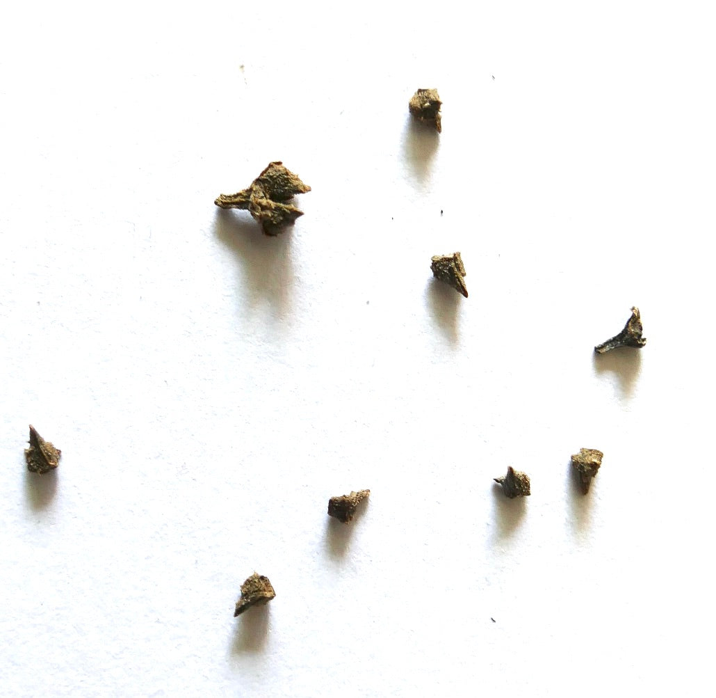 Echium nervosum seeds scattered on white background for rare plant propagation