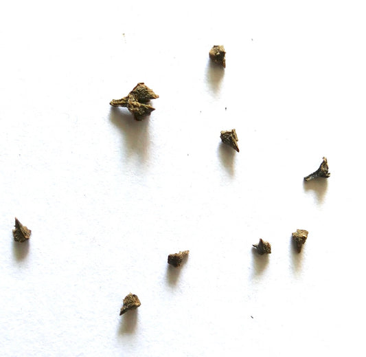Semi di Echium nervosum sparsi su sfondo bianco per la propagazione di piante rare