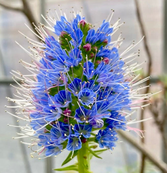 Echium nervosum vibrant blue flower spike with long white stamens and green foliage