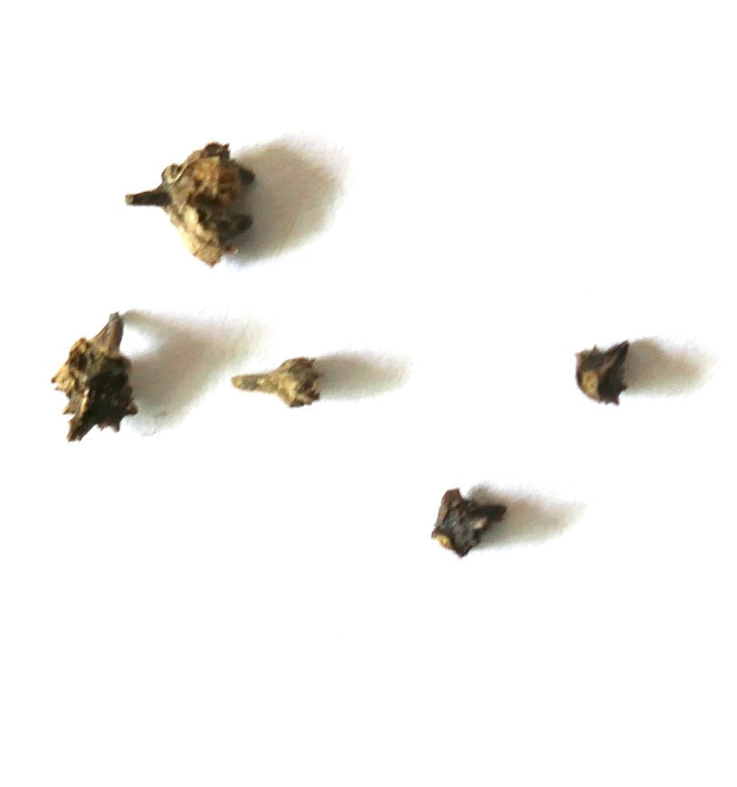 Semi essiccati di Echium simplex su sfondo bianco per la semina