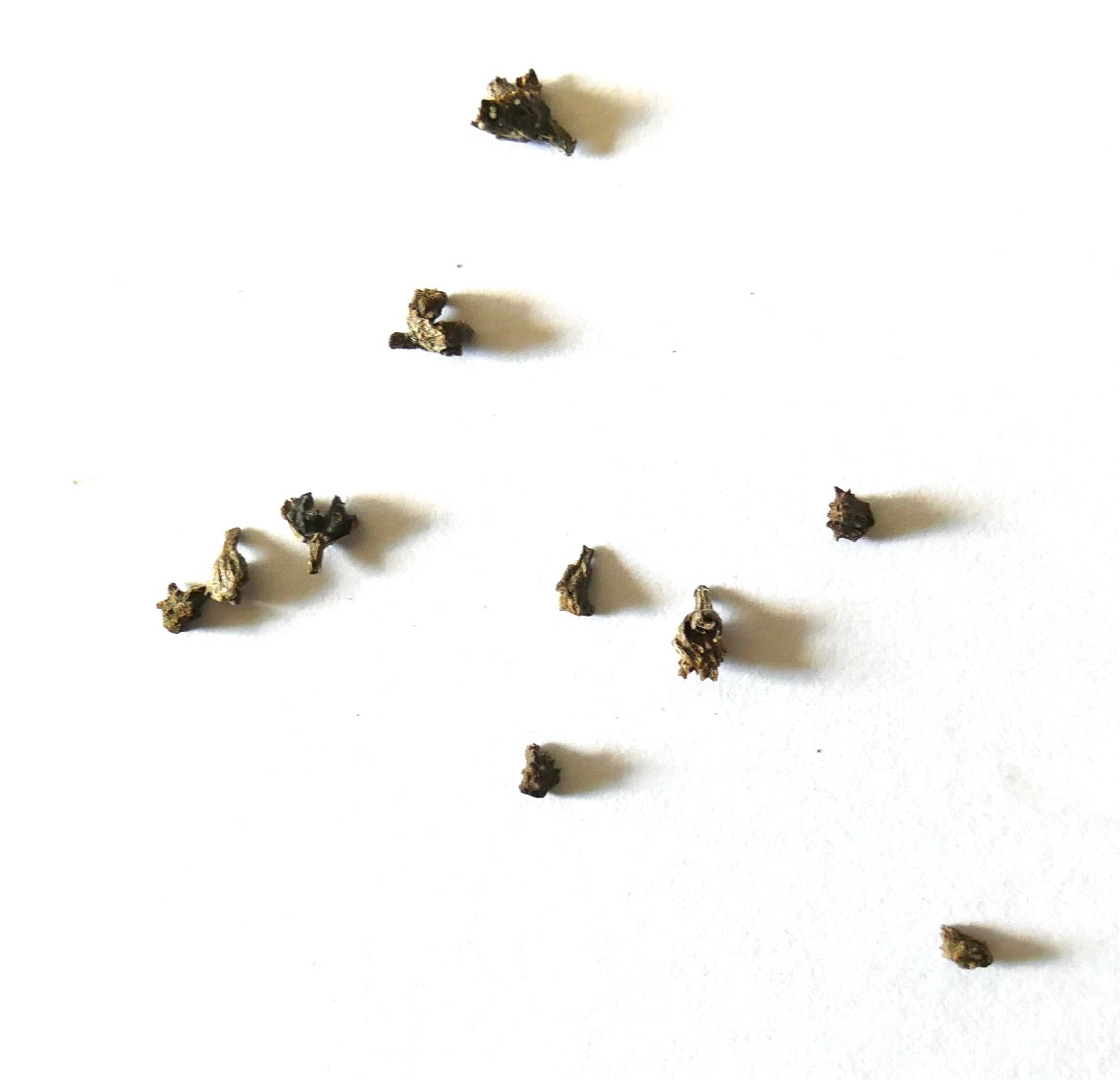 Echium virescens dried seeds scattered on white background for planting