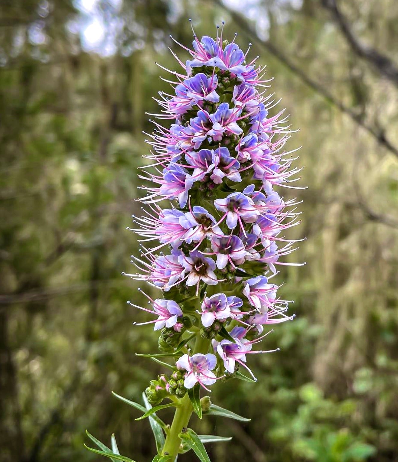 Spiga floreale alta di Echium virescens con fiori tubolari viola e rosa