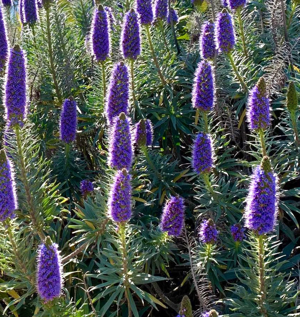 Echium webbii tall spikes with dense vibrant purple flowers and green lance-shaped leaves