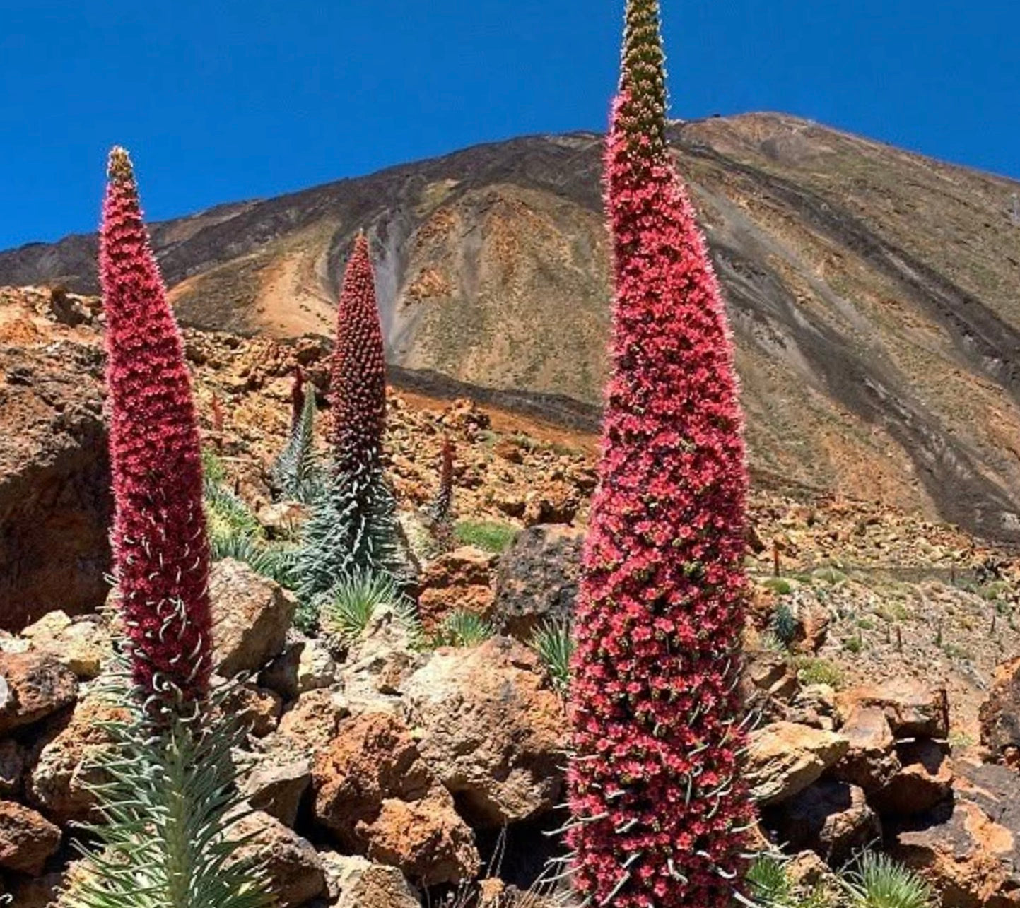 Echium wildprettii tall flowering spikes with dense red blossoms in rocky volcanic landscape