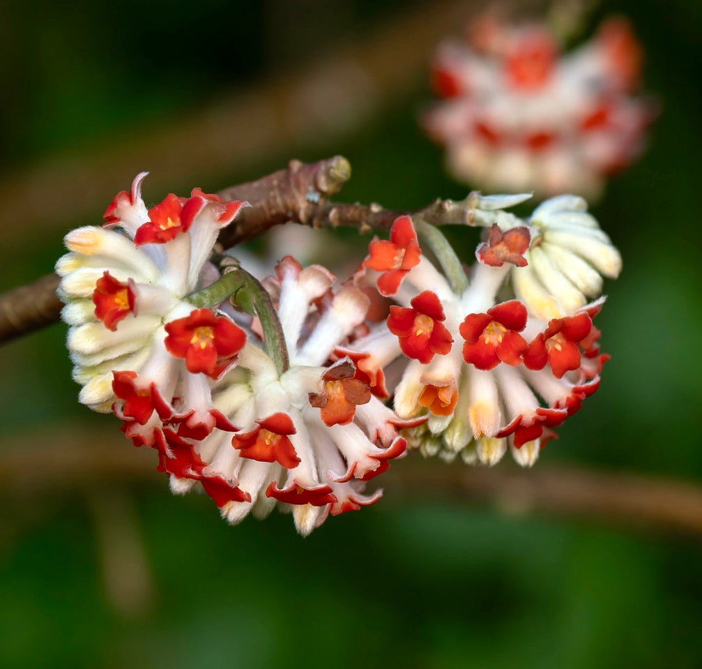 Gruppo di fiori tubolari bianchi e rossi profumati di Edgeworthia chrysantha cv. 'Red Dragon' su ramo