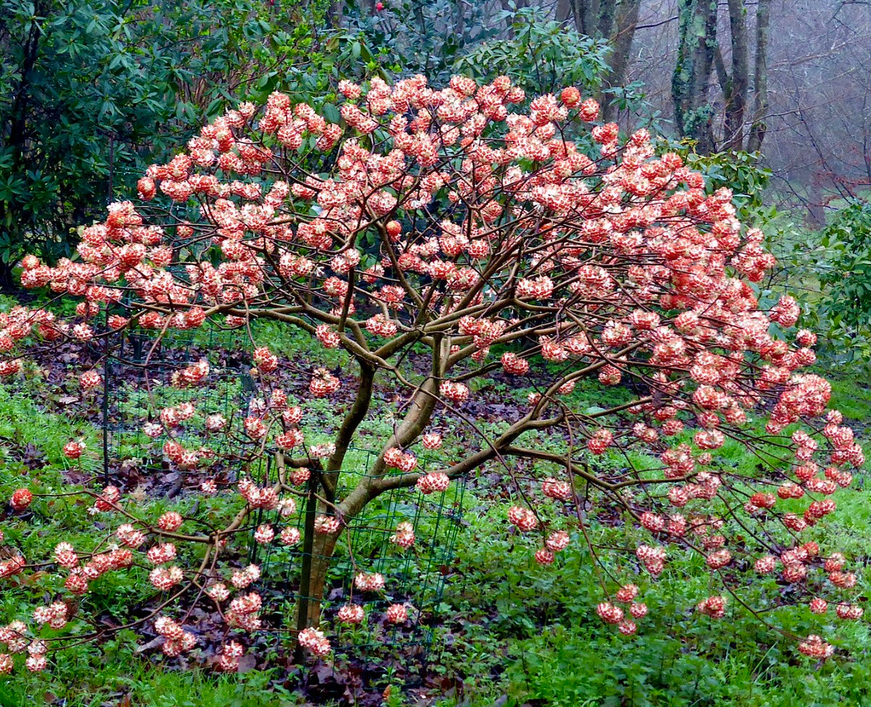 Edgeworthia chrysantha cv. 'Red Dragon' | Oriental paperbush