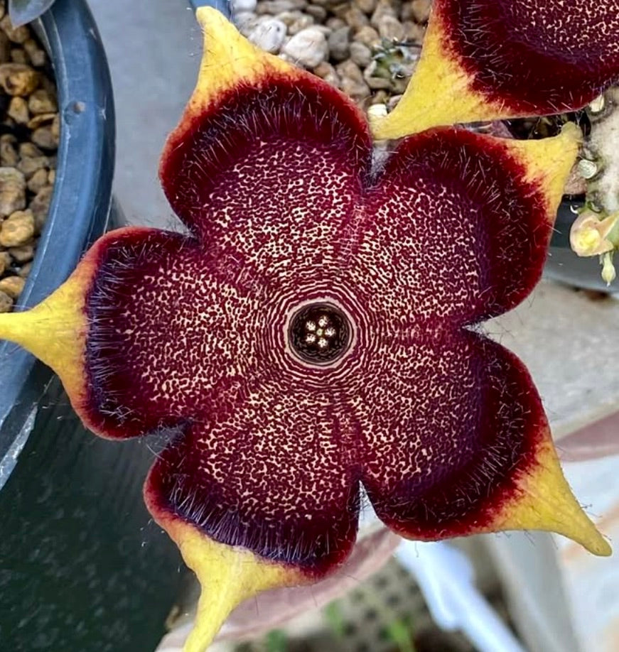 Fiore raro della succulenta Edithcolea grandis con petali a forma di stella color marrone scuro e giallo
