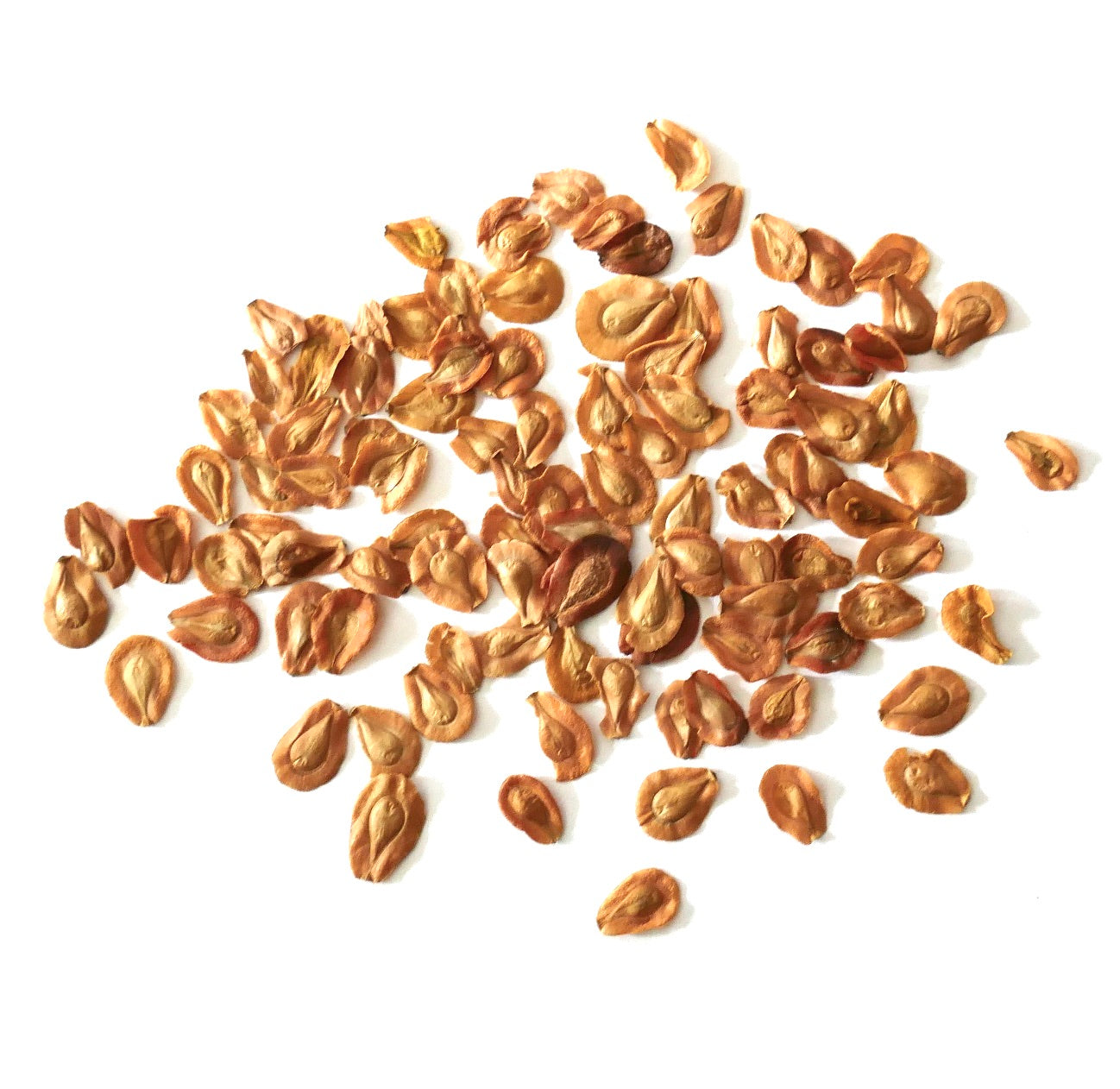 Semi marroni piatti di Edithcolea grandis per la propagazione di piante grasse su sfondo bianco