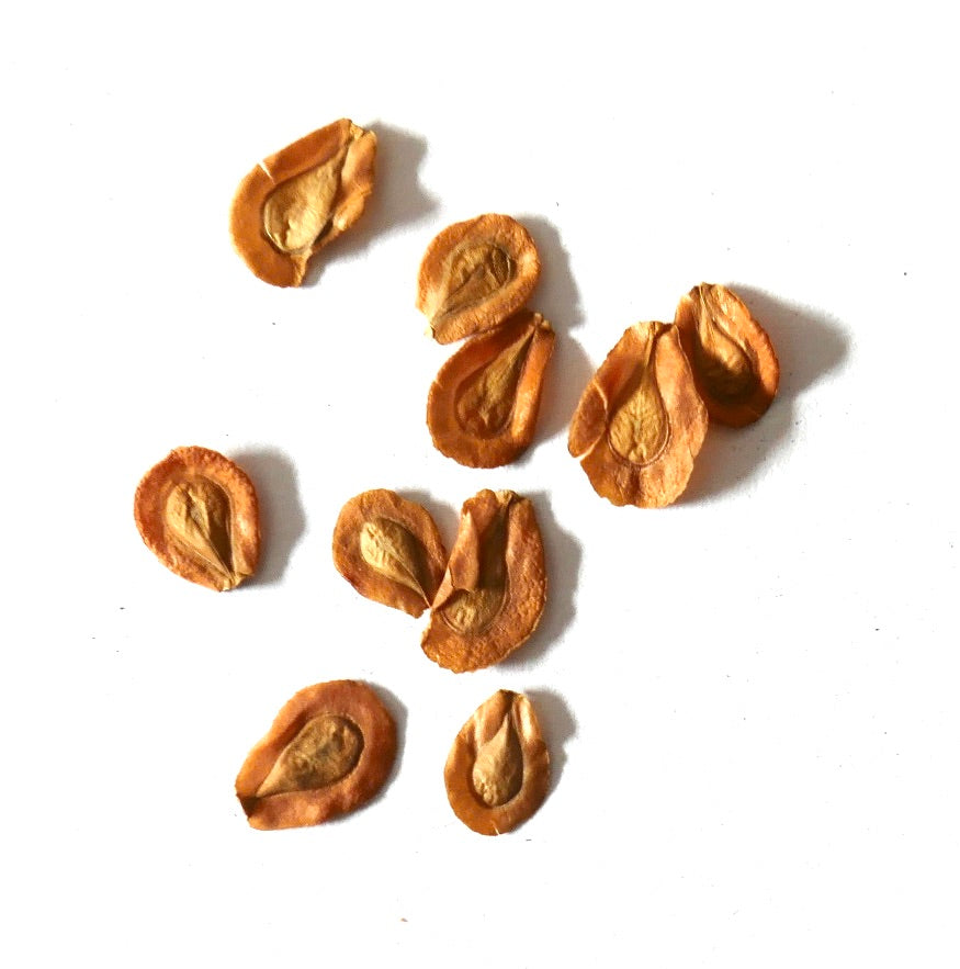 Semi essiccati di Edithcolea grandis per la propagazione e coltivazione di piante succulente